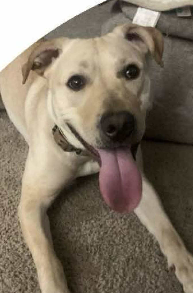 Nala, an adoptable Labrador Retriever, Pit Bull Terrier in Anchorage, AK, 99503 | Photo Image 2