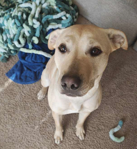 Nala, an adoptable Labrador Retriever, Pit Bull Terrier in Anchorage, AK, 99503 | Photo Image 3
