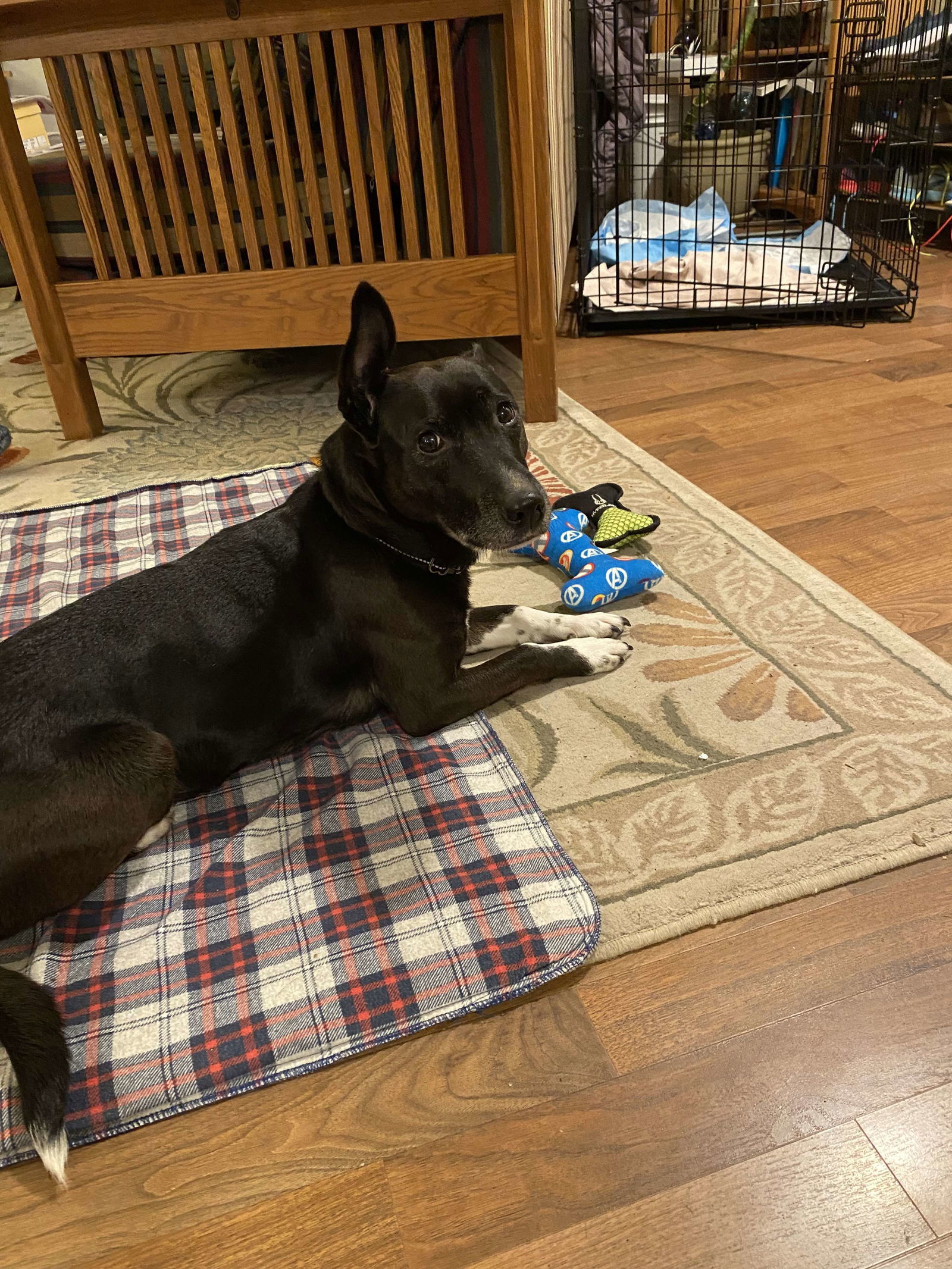 Nova, an adoptable Mixed Breed in Anchorage, AK, 99503 | Photo Image 1