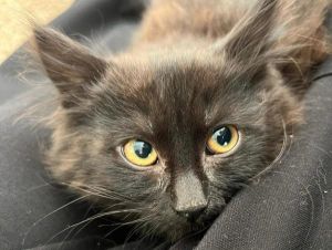 Floam, Baby Female unknown