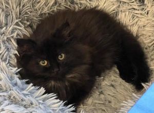 Kinetic Sand, Baby Male Domestic Long Hair