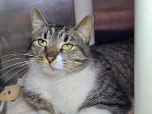 Bose, Adult Female unknown