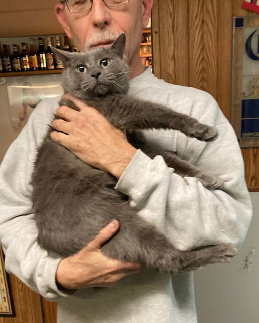 Meredith aka Nubs, an adoptable Domestic Short Hair, Manx in Macedonia, OH, 44056 | Photo Image 1