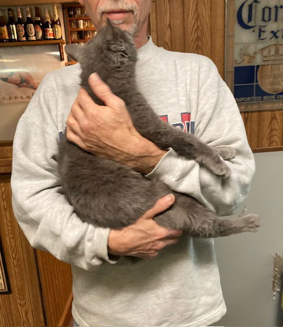 Meredith aka Nubs, an adoptable Domestic Short Hair, Manx in Macedonia, OH, 44056 | Photo Image 2