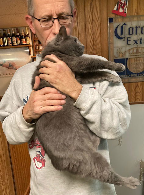 Meredith aka Nubs, an adoptable Domestic Short Hair, Manx in Macedonia, OH, 44056 | Photo Image 3