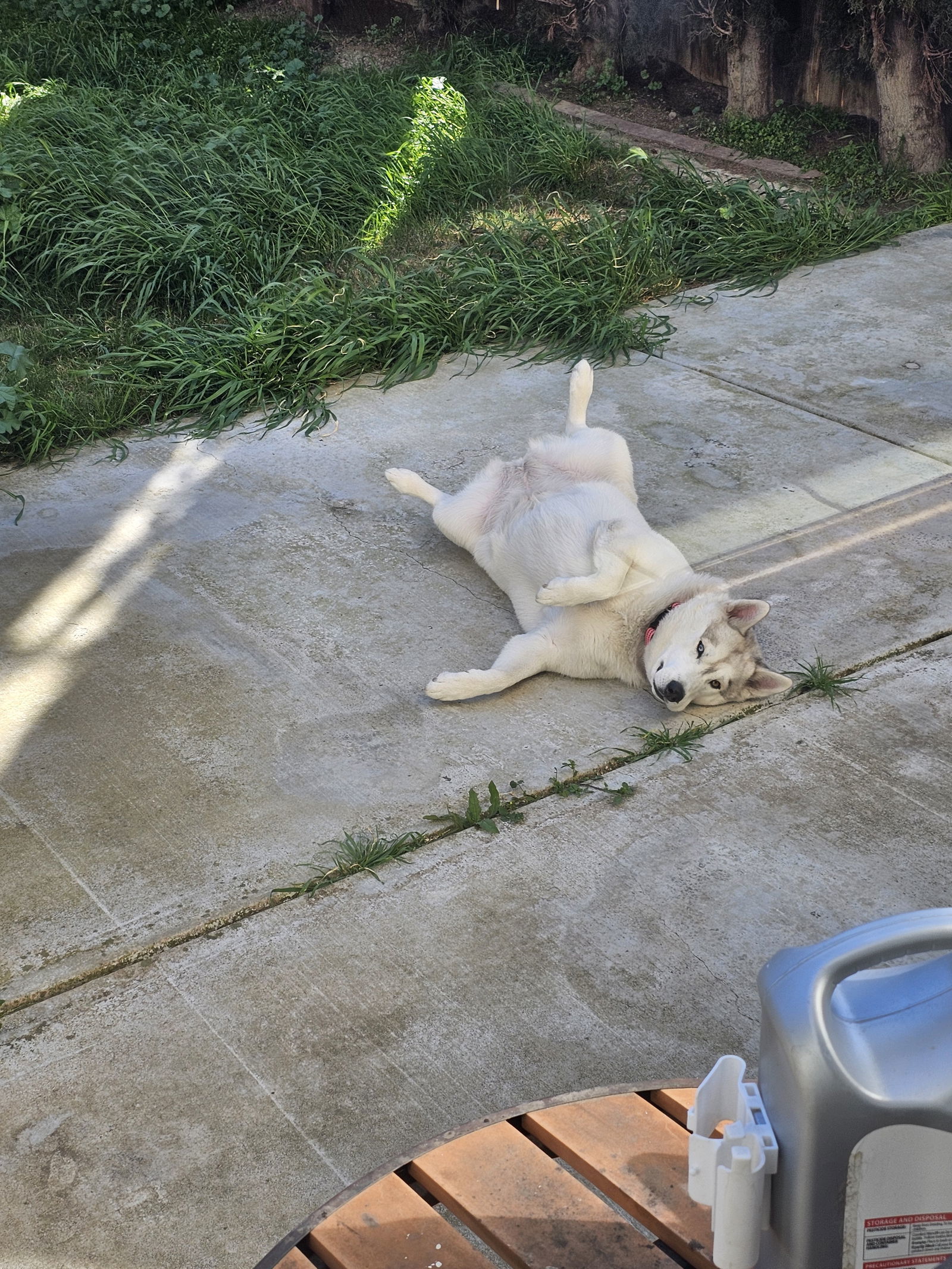 Lola