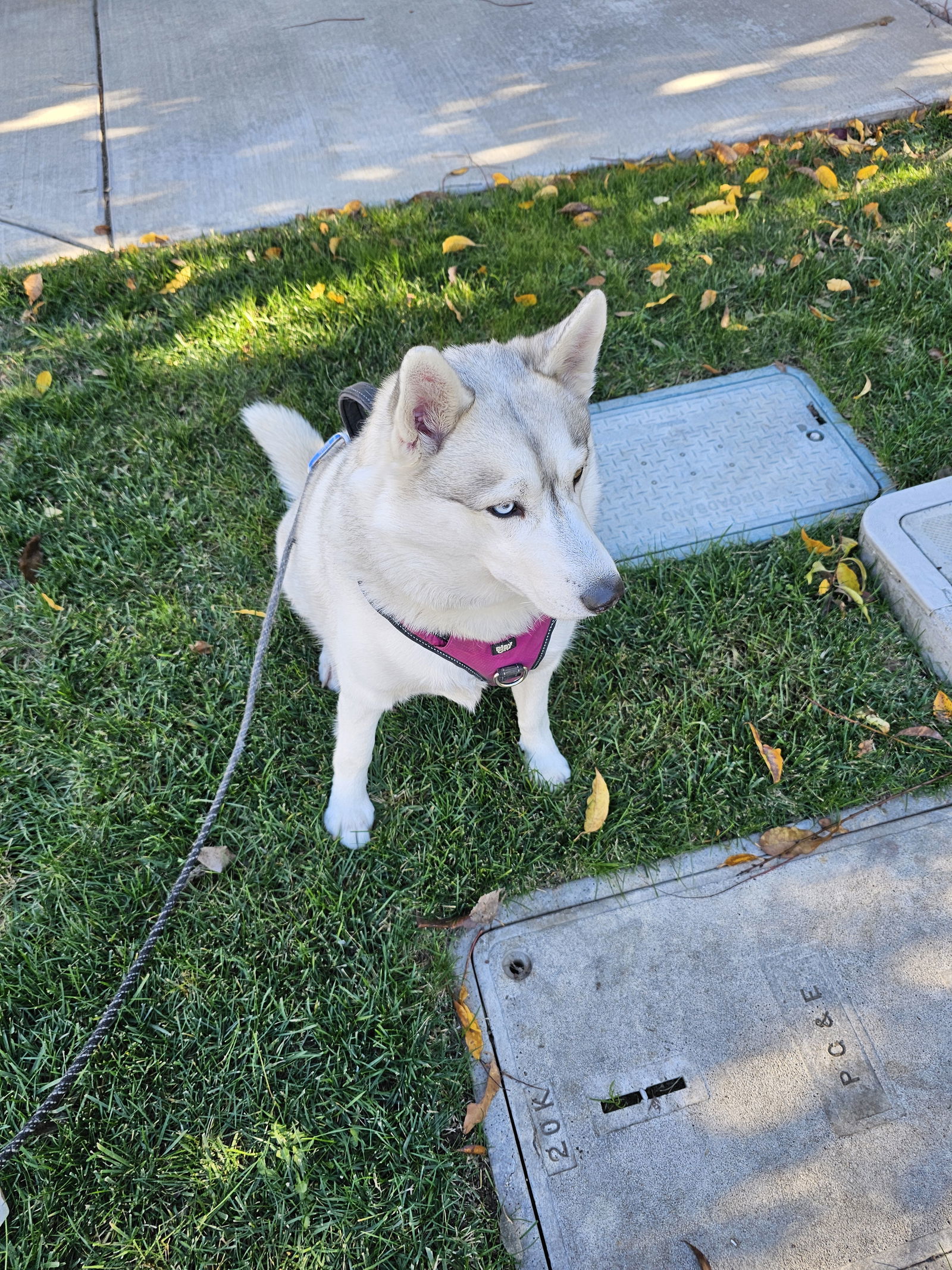 Lola