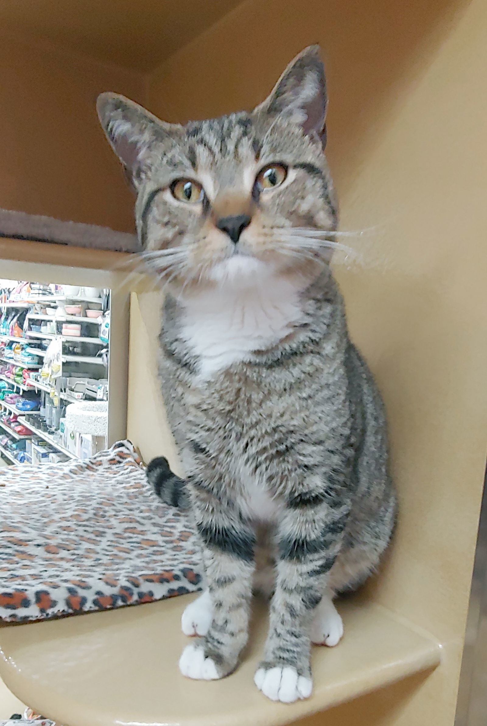 Oliver