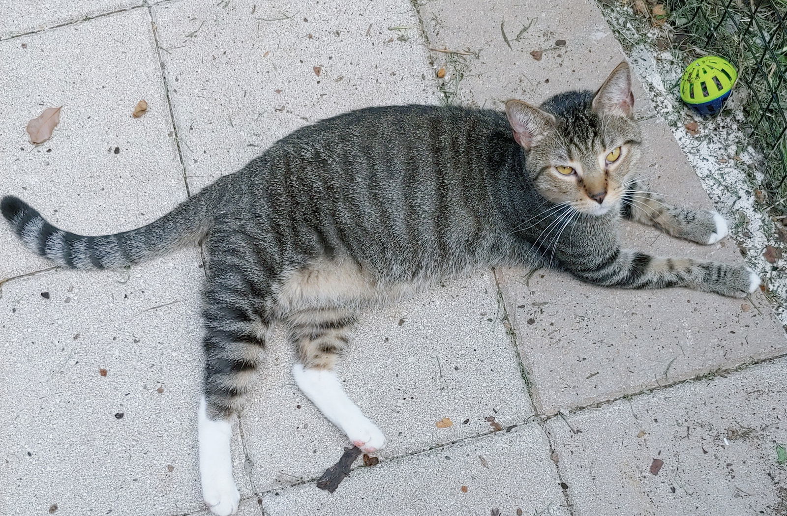 Oliver