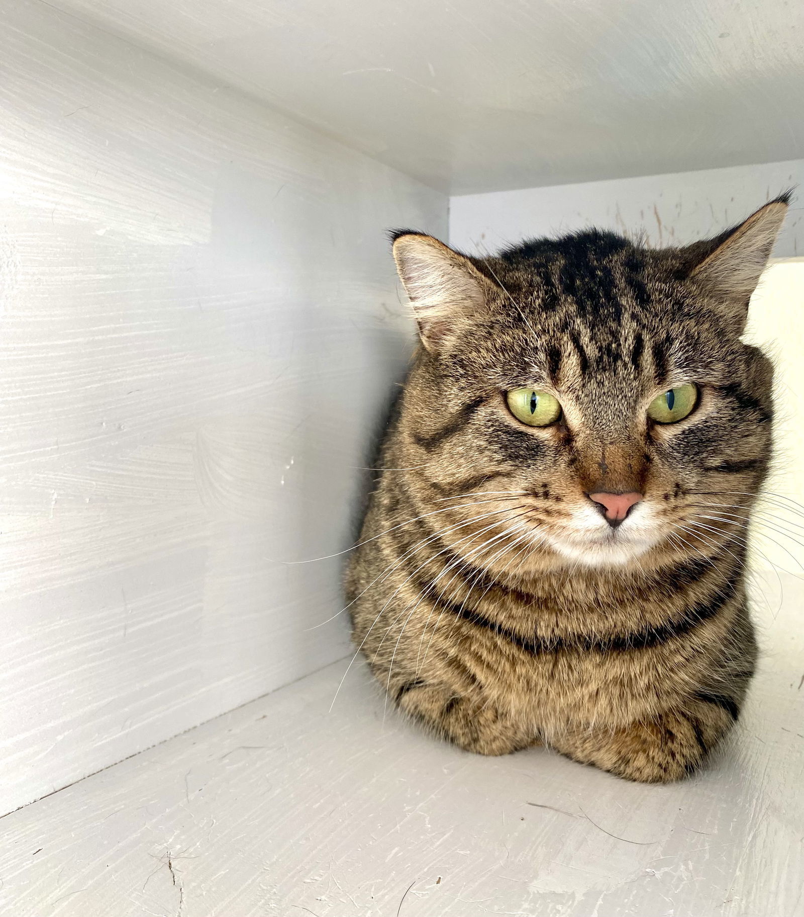 Wally, an adoptable Tabby, Domestic Short Hair in Fargo, ND, 58103 | Photo Image 1