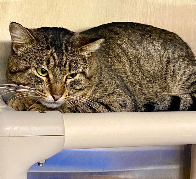 Wally, an adoptable Tabby, Domestic Short Hair in Fargo, ND, 58103 | Photo Image 2