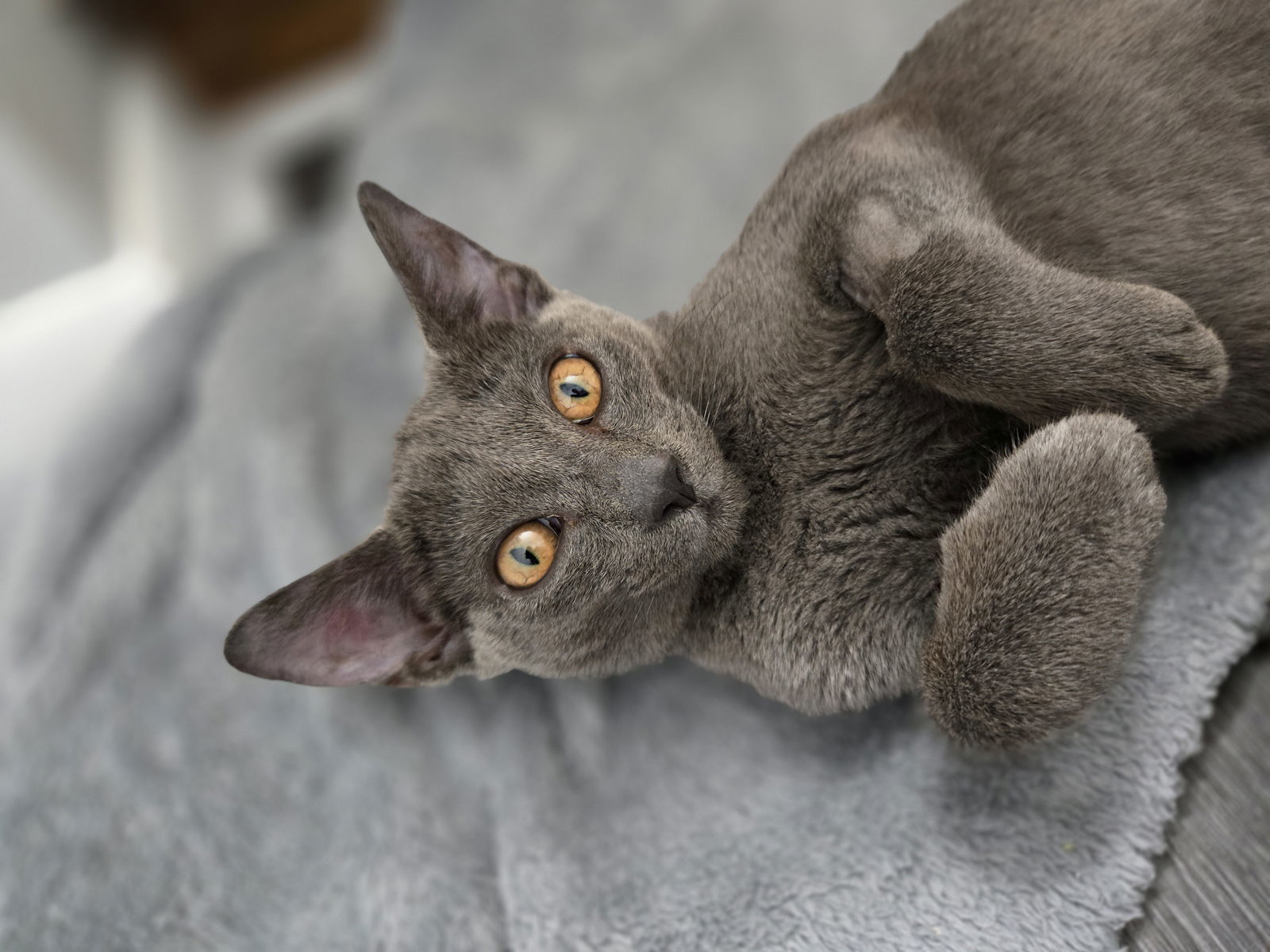 Coco