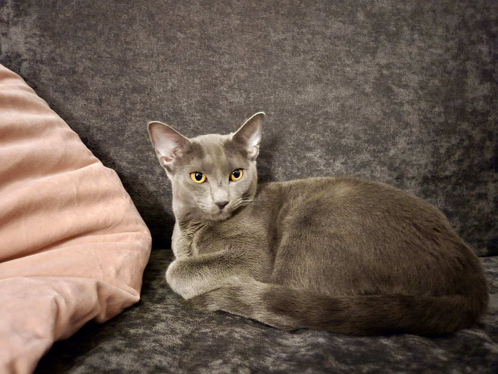 Coco