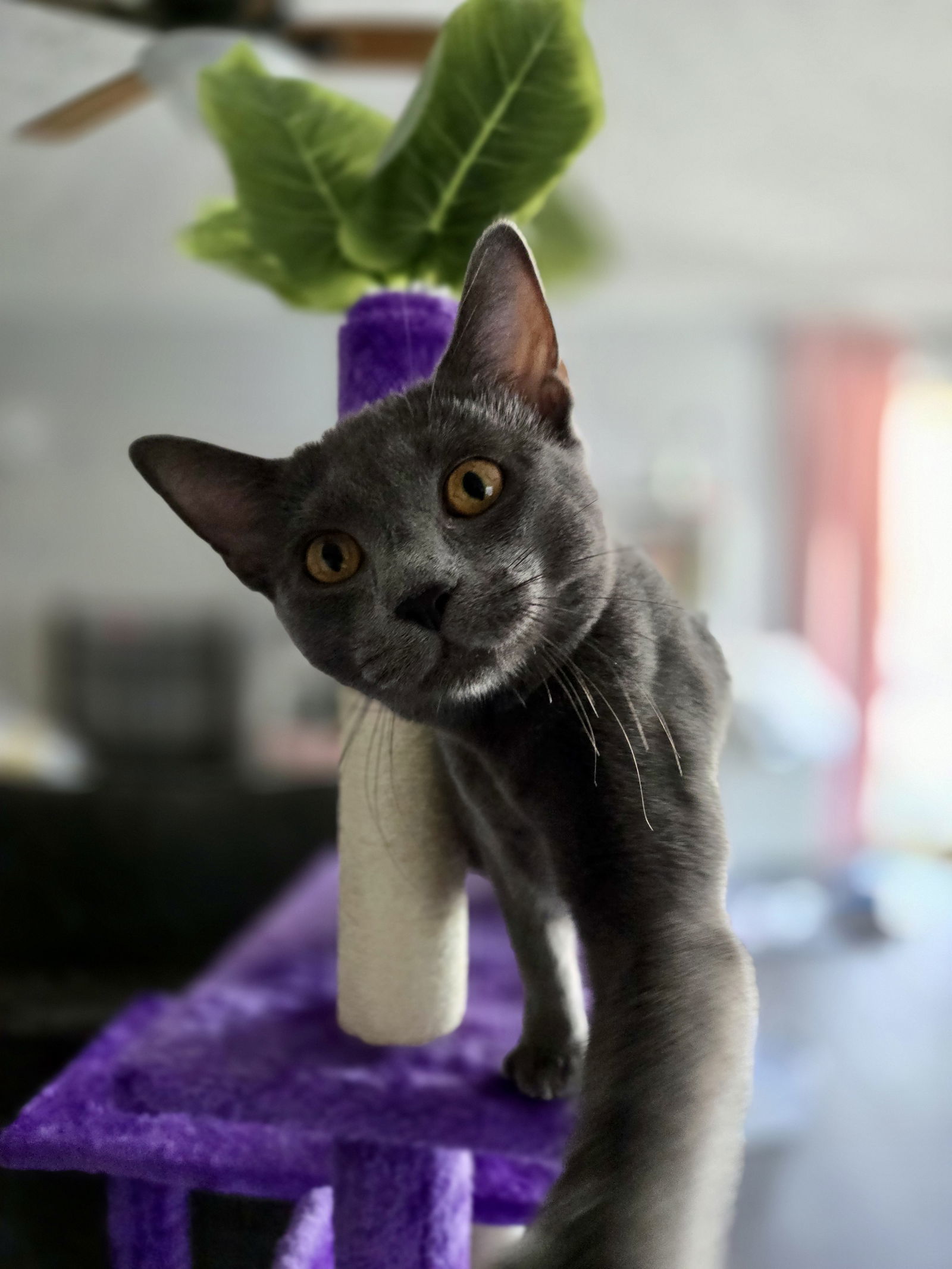 Coco