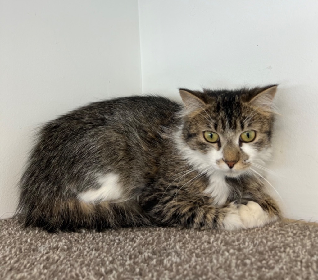Yukon, an adoptable Domestic Medium Hair in Winnipeg, MB, R3H 0M1 | Photo Image 1