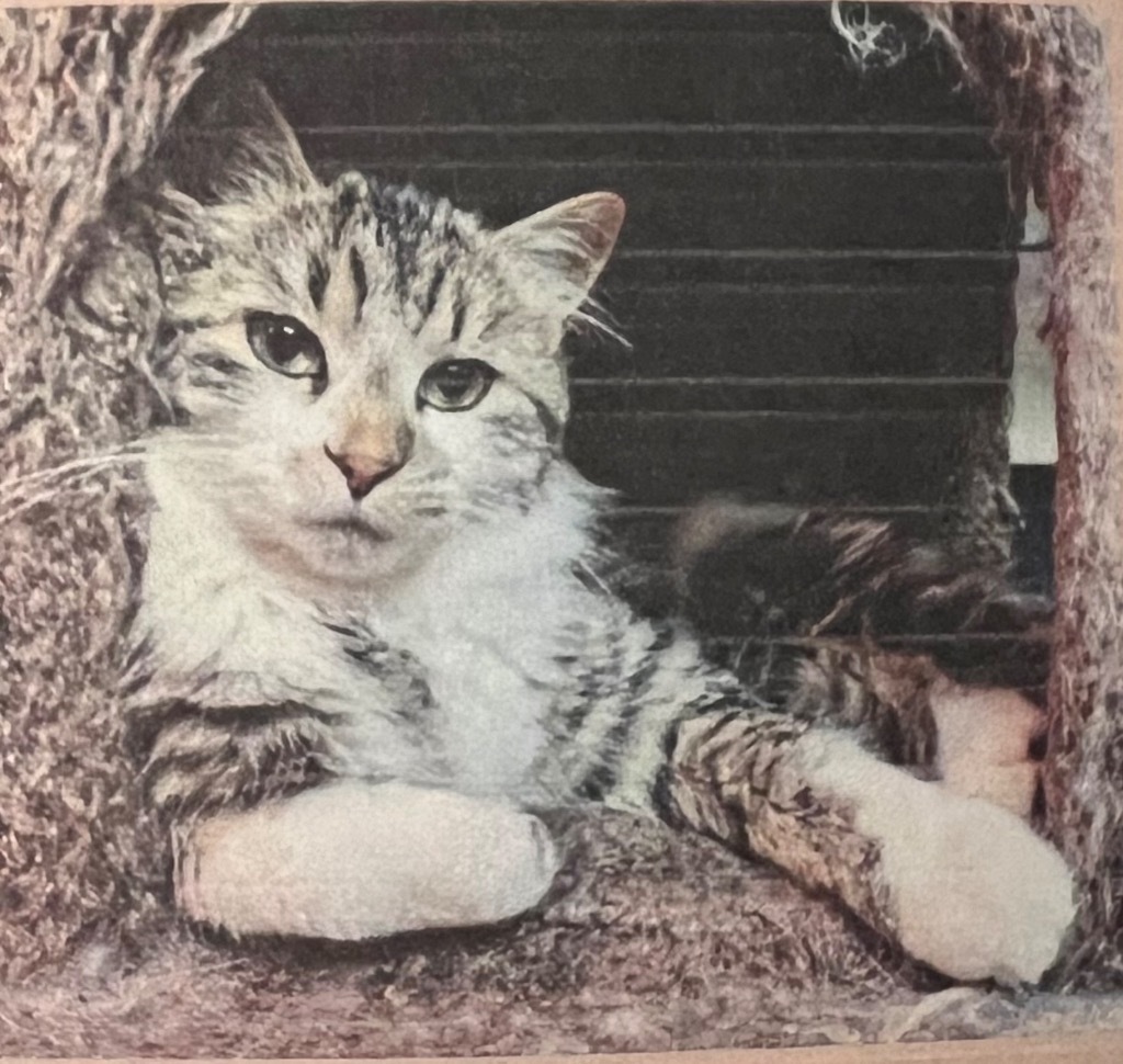 Yukon, an adoptable Domestic Medium Hair in Winnipeg, MB, R3H 0M1 | Photo Image 2