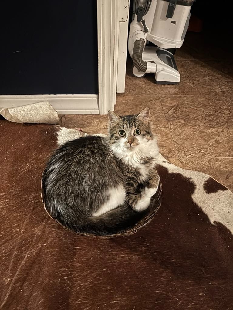 Yukon, an adoptable Domestic Medium Hair in Winnipeg, MB, R3H 0M1 | Photo Image 3