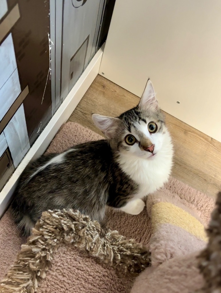 Yukon, an adoptable Domestic Medium Hair in Winnipeg, MB, R3H 0M1 | Photo Image 4