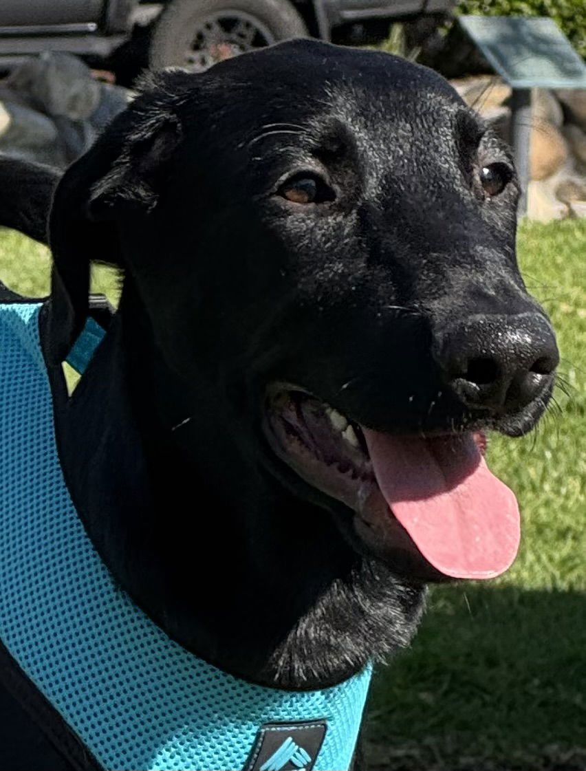 Rufus