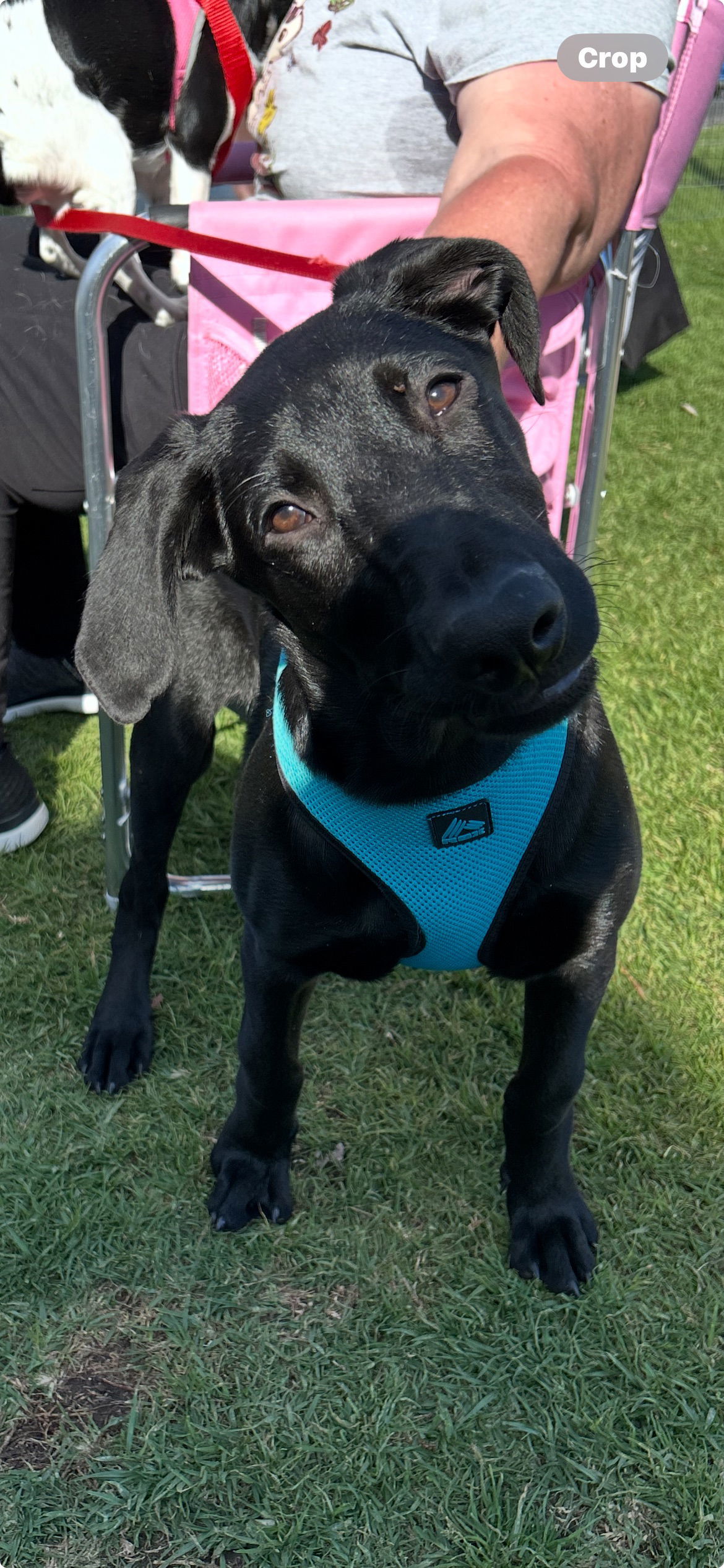 Rufus