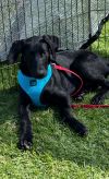 Rufus photo 3