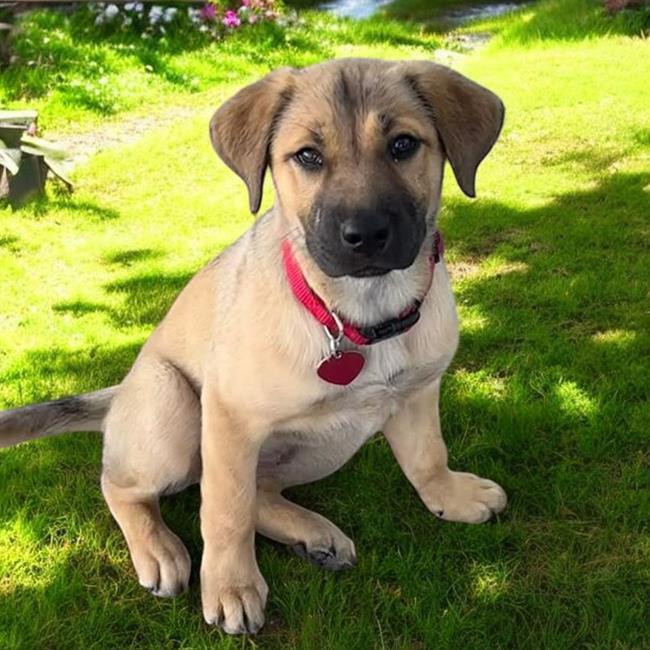 Pandora Pup - Tiara