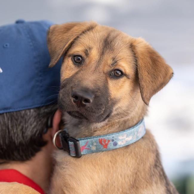 Pandora Pup - Tiara