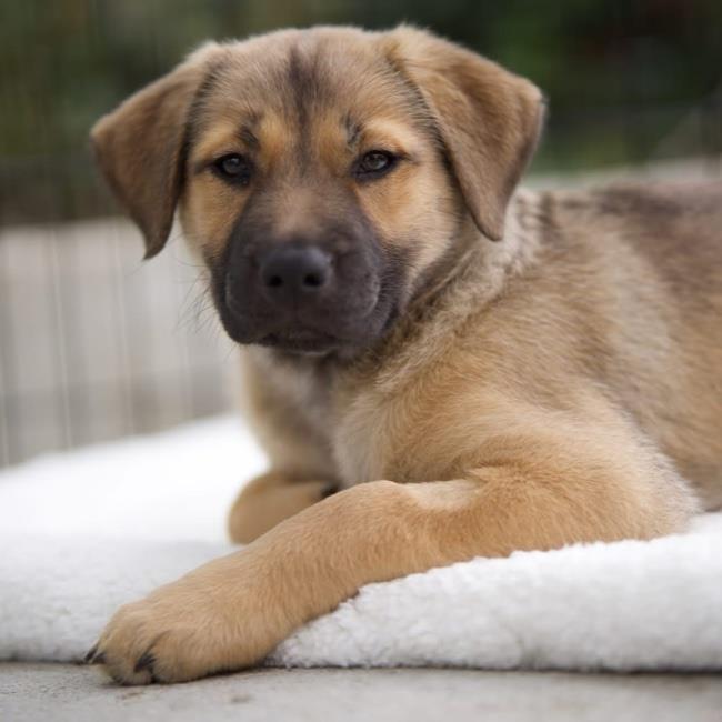 Pandora Pup - Tiara