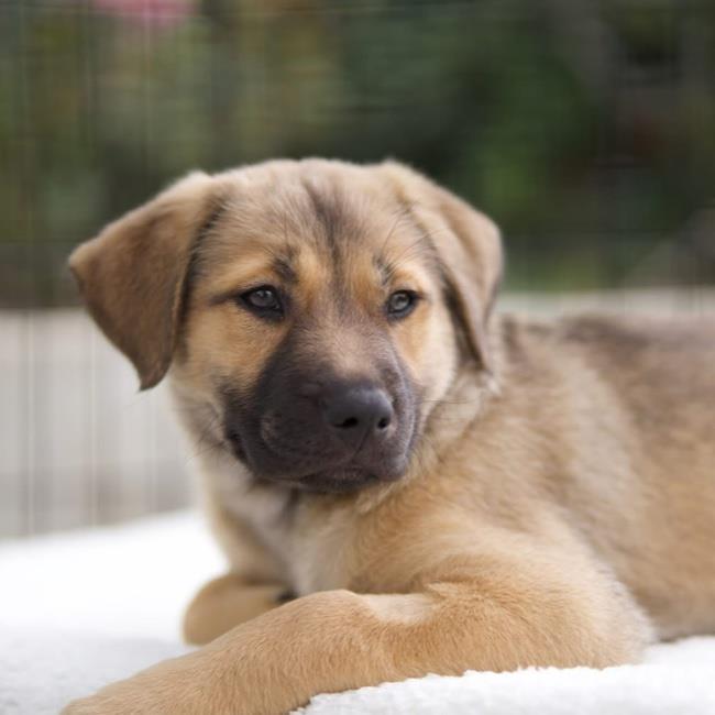 Pandora Pup - Tiara