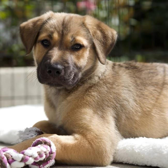 Pandora Pup - Tiara