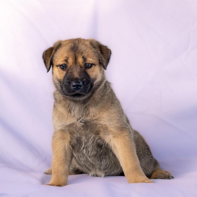 Pandora Pup - Tiara