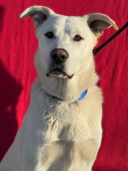 Marco, an adoptable Labrador Retriever in Brookings, OR, 97415 | Photo Image 2