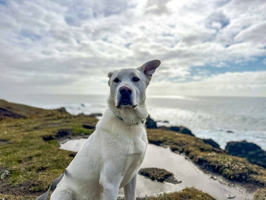 Marco, an adoptable Labrador Retriever in Brookings, OR, 97415 | Photo Image 4