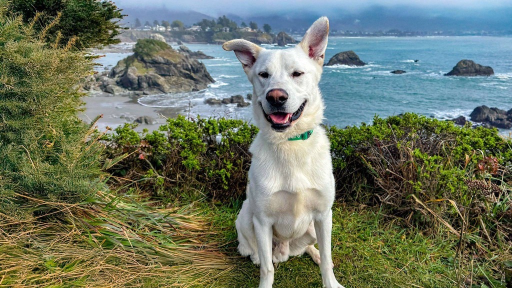 Marco, an adoptable Labrador Retriever in Brookings, OR, 97415 | Photo Image 5