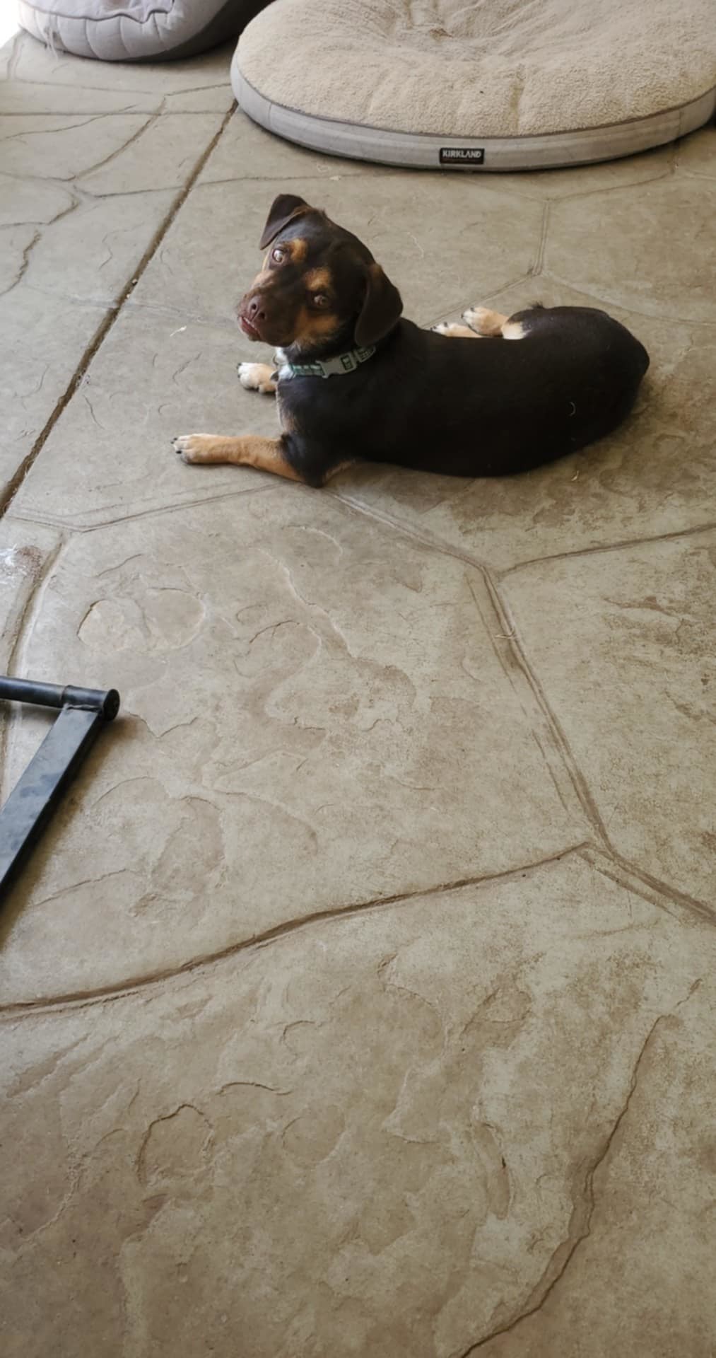 Elliot