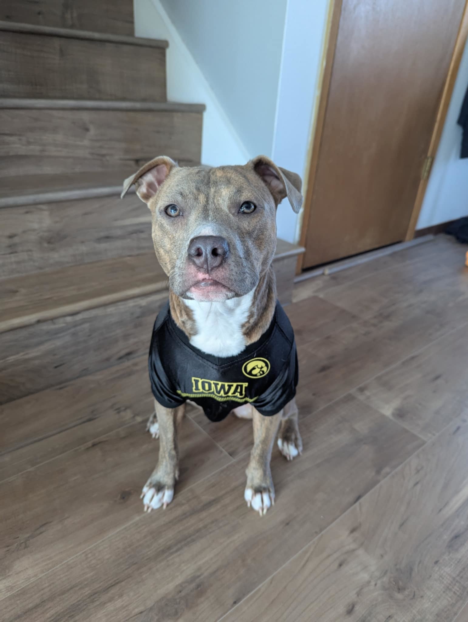 Agnes, an adoptable Terrier in Waterloo, IA, 50703 | Photo Image 1