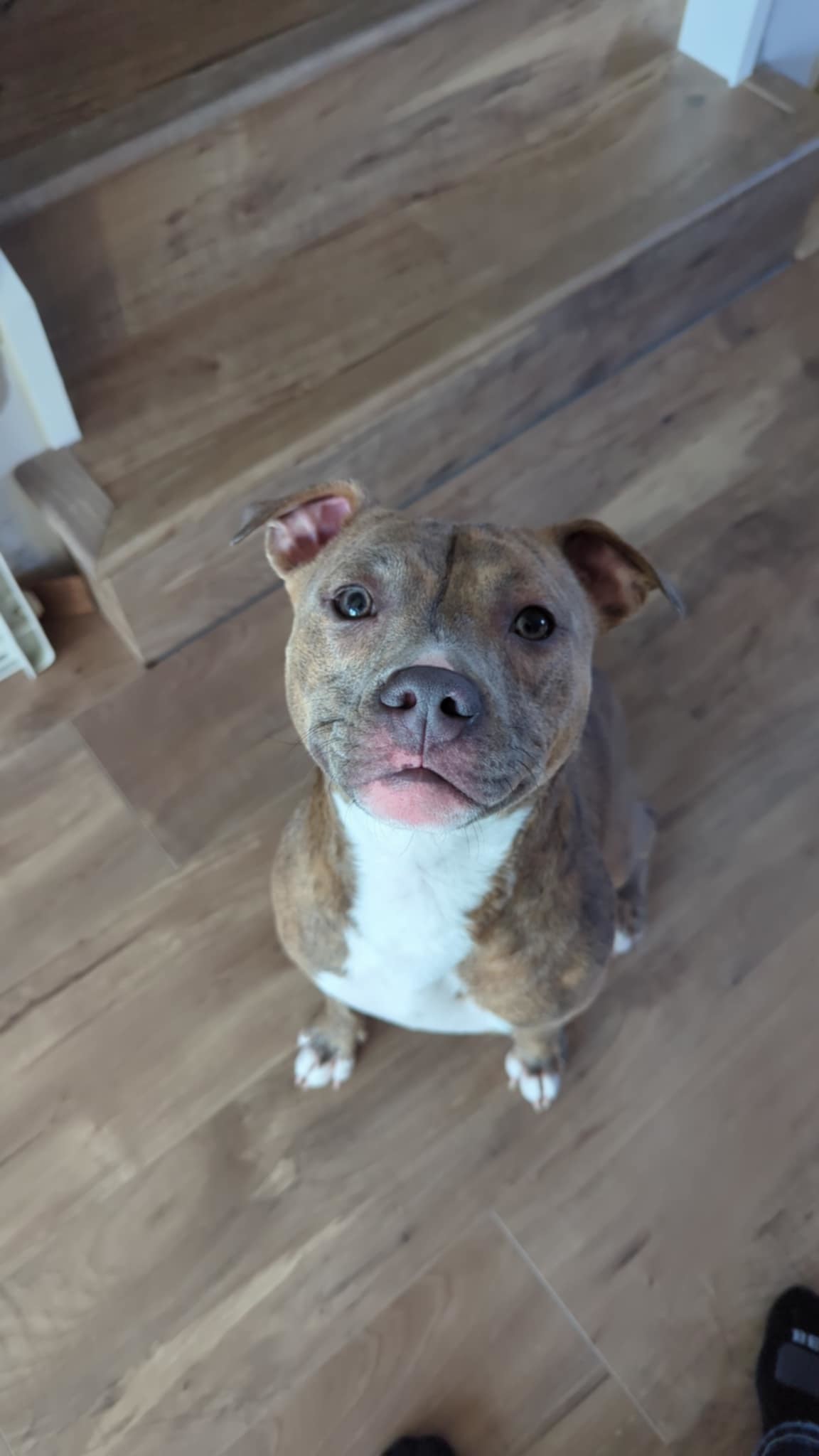 Agnes, an adoptable Terrier in Waterloo, IA, 50703 | Photo Image 2