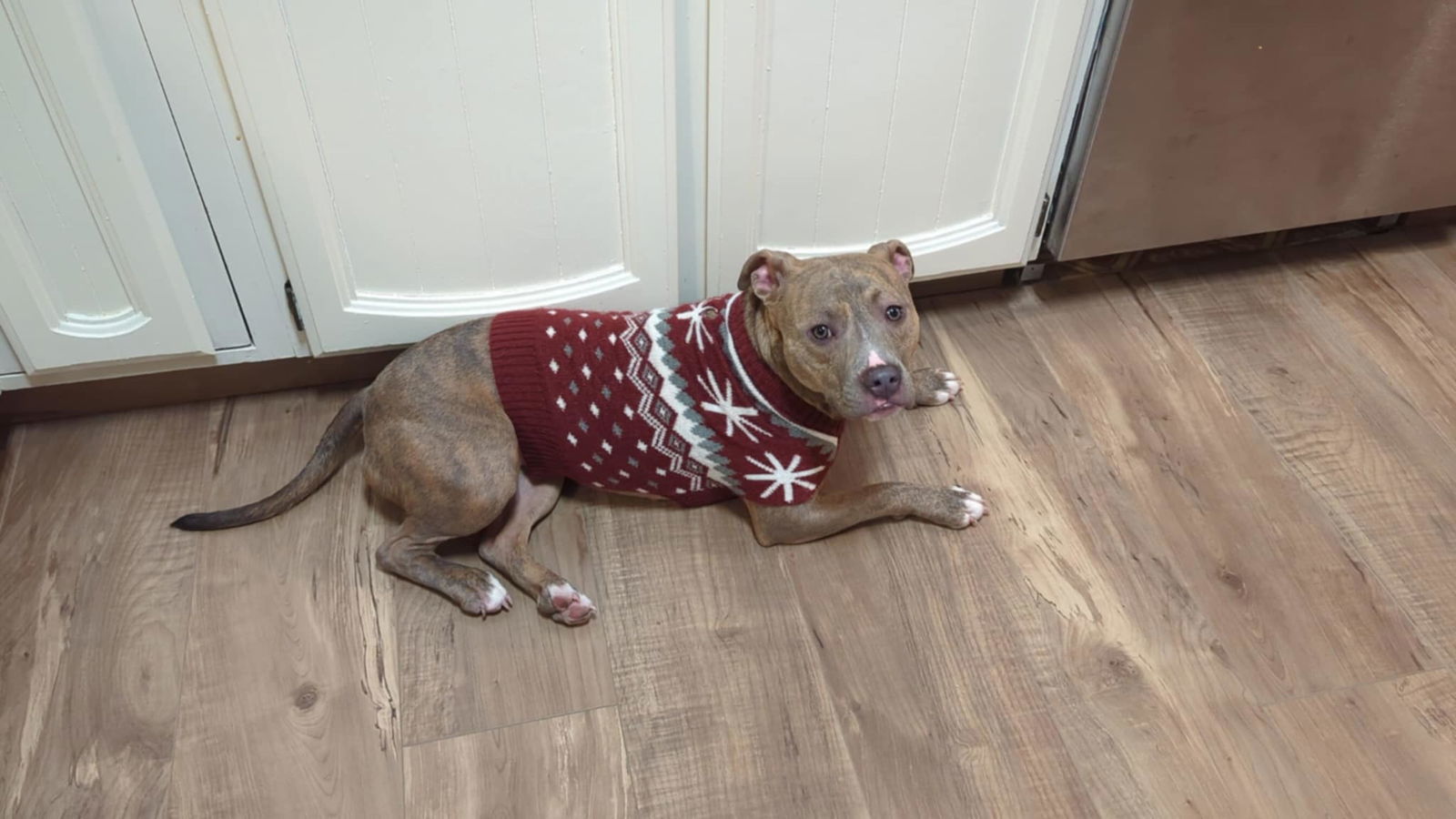 Agnes, an adoptable Terrier in Waterloo, IA, 50703 | Photo Image 3