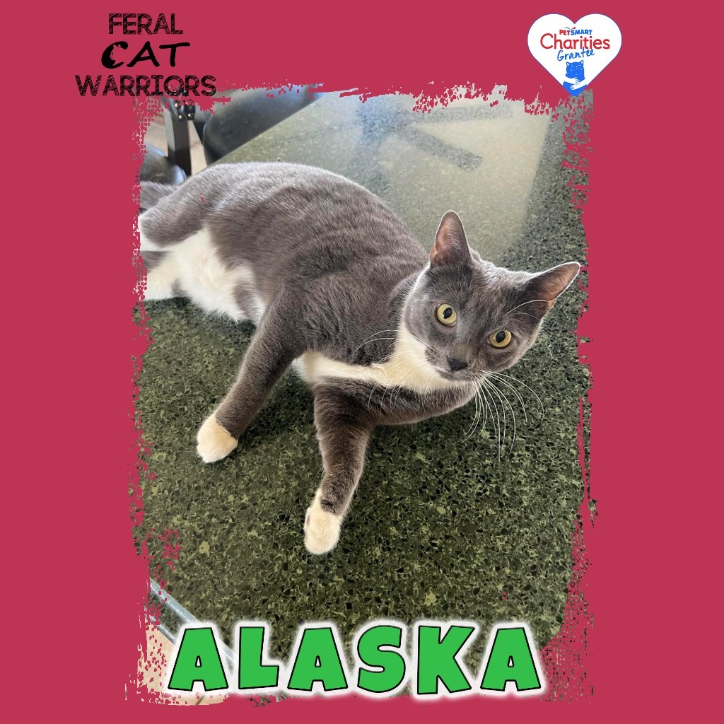 Alaska, an adoptable Domestic Short Hair in Kingman, AZ, 86401 | Photo Image 1