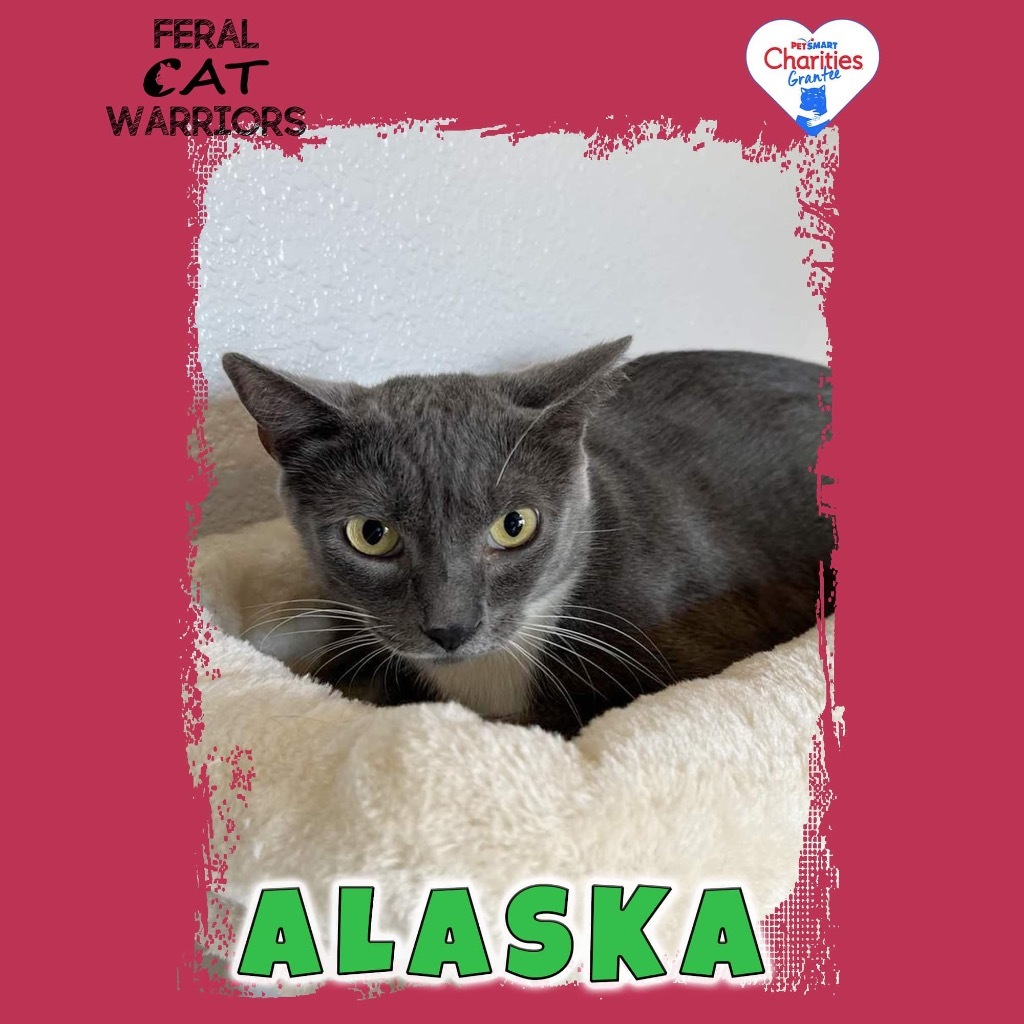 Alaska, an adoptable Domestic Short Hair in Kingman, AZ, 86401 | Photo Image 2