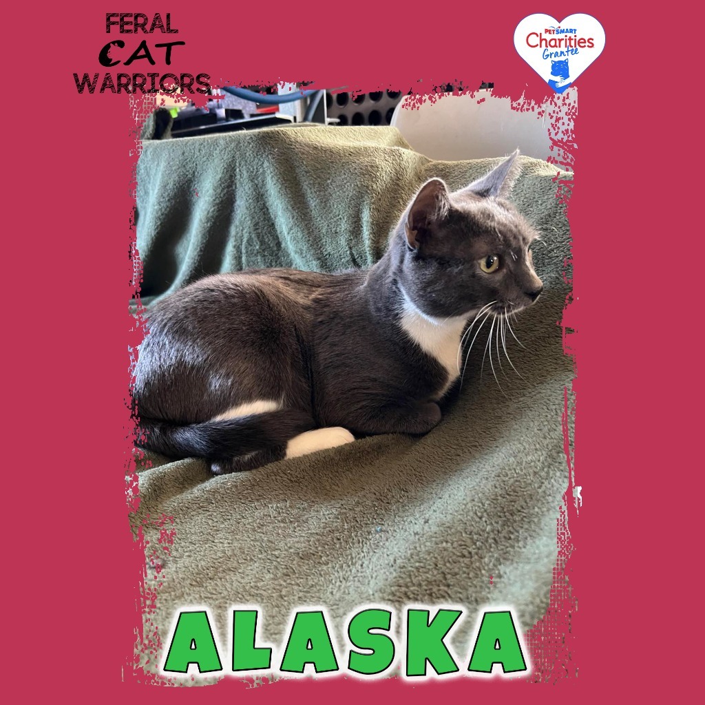 Alaska, an adoptable Domestic Short Hair in Kingman, AZ, 86401 | Photo Image 3