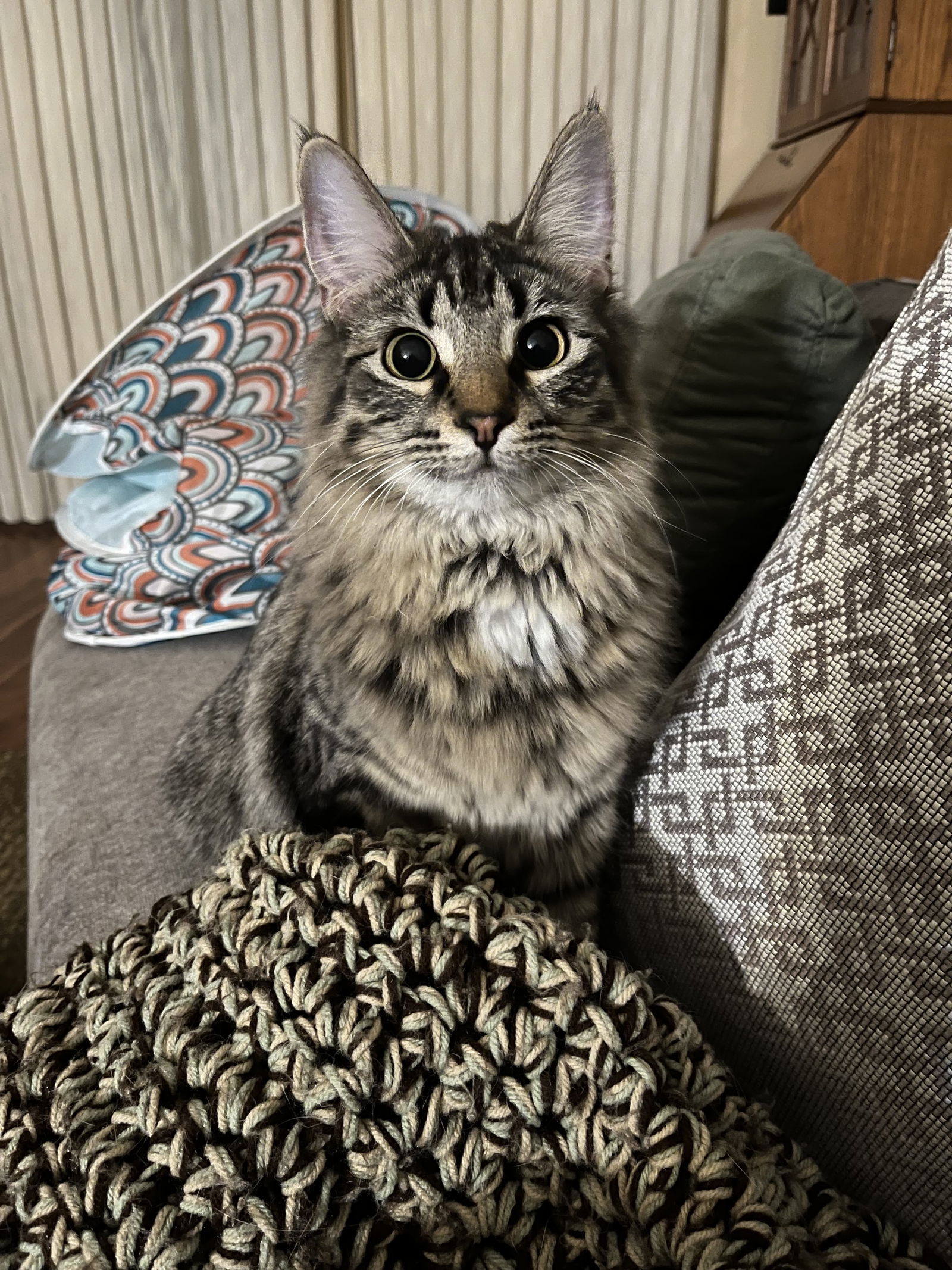 Daphne