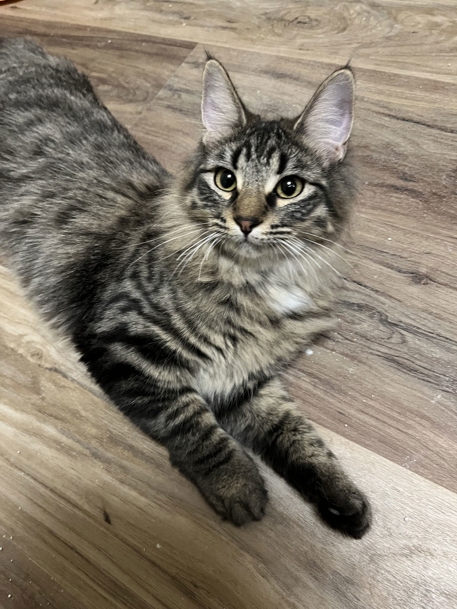 Daphne