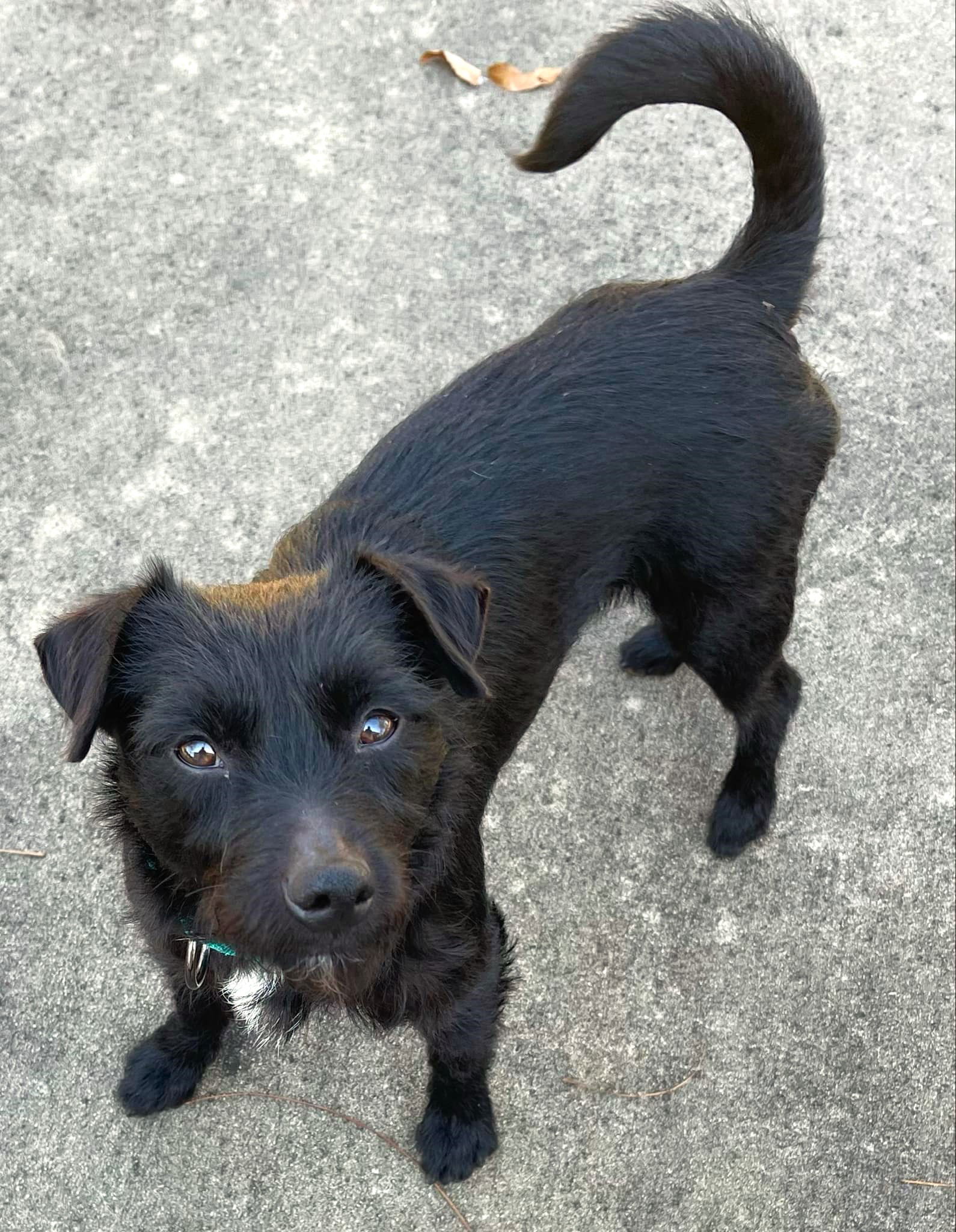 Elliott