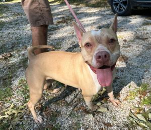 Goldie, Adult Female Pit Bull Terrier