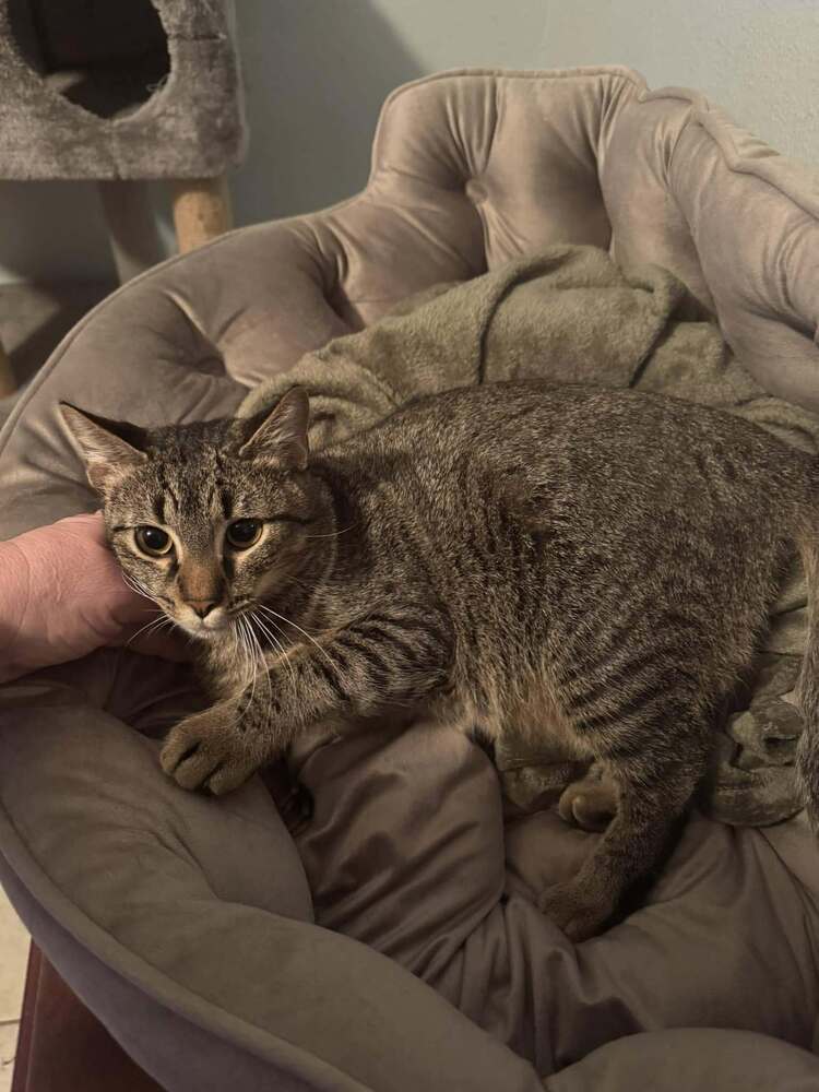 pistachio, an adoptable Domestic Short Hair in Scott, LA, 70583 | Photo Image 2