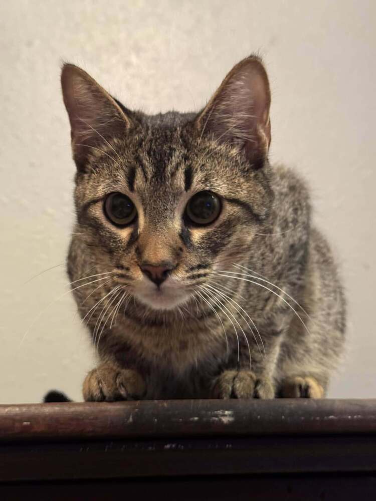 pistachio, an adoptable Domestic Short Hair in Scott, LA, 70583 | Photo Image 2