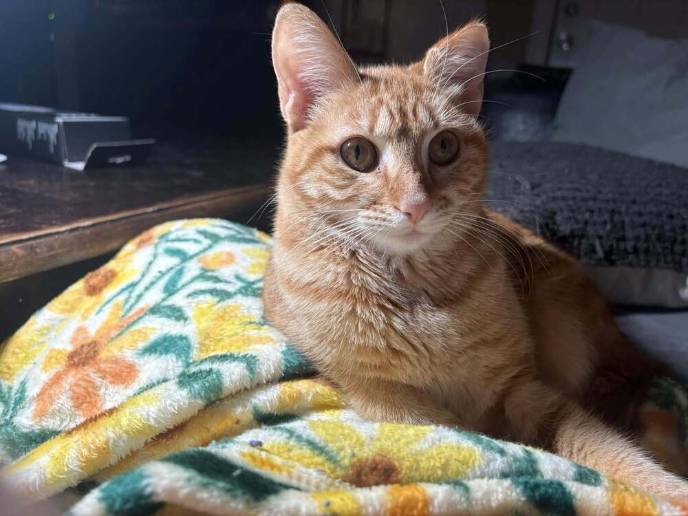 abby