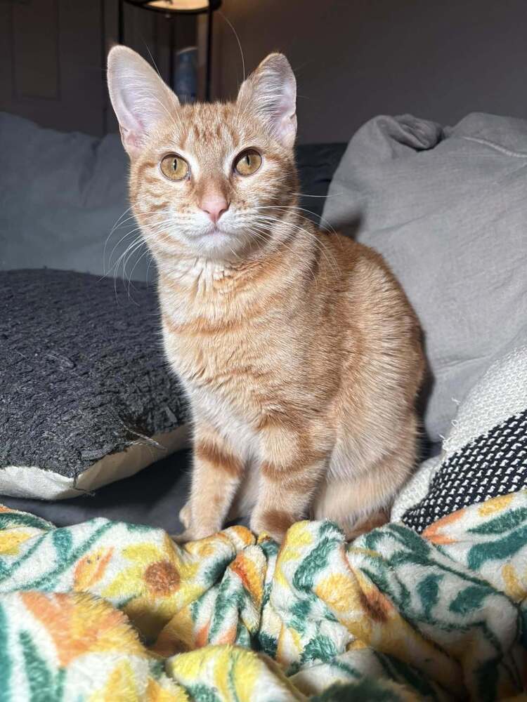 abby, an adoptable Domestic Short Hair in Scott, LA, 70583 | Photo Image 2