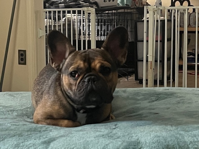 Gia
